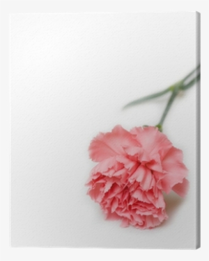 Pink Carnation #4192370