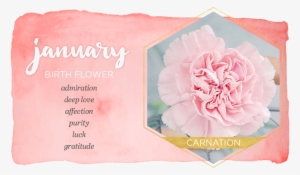 Picture - Flower Of January #4192546