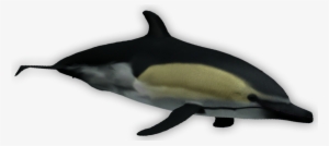 Short Beaked Common Dolphin - Tucuxi #4192578