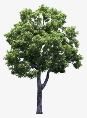 Growing Fruit Trees Vines Tree And Shrubs By The - Tree Transparent #4193955