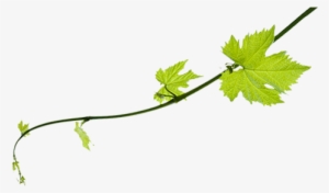 Allow Yourself To Be Indulged By Our Team - Aih Custom Green Vine Bottle Label #4194029