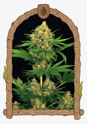 Tangerine Kush #4195114