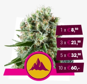 Critical Kush - Critical Kush Uk Buds #4195231