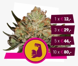 Og Kush X Strawberry Diesel - Royal Queen Hulkberry #4195974