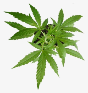 Após Pressão Da Sociedade Civil, Senador Retira Da - Pe De Maconha Png #4195994