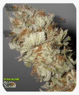 Tuna Kush - Tuna Weed Strain #4196041