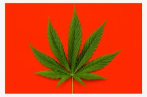 Quem Fuma Maconha Faz 20% Mais Sexo, Diz Estudo - Cannabis #4196753