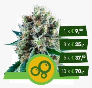 Bubble Kush Automatic - Royal Bubble Kush Autoflower #4196804