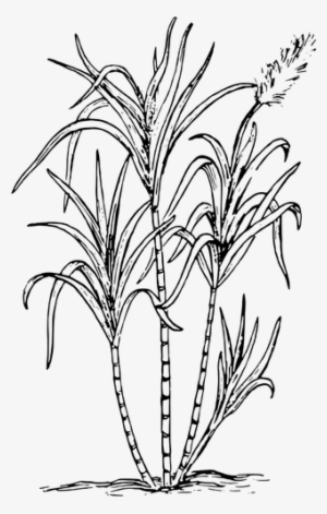 Grass Drawing Pictures - Sugar Cane #4198035