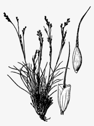 184 × 240 Pixels - Line Art #4198307