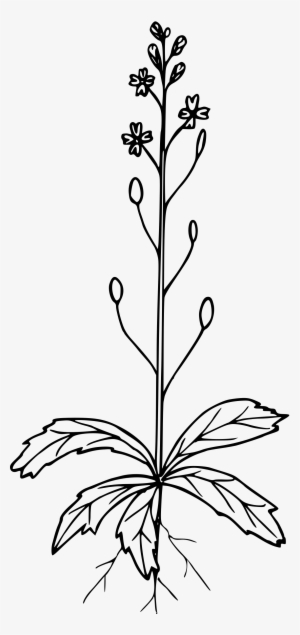 This Free Icons Png Design Of Spring Whitlow Grass #4198687