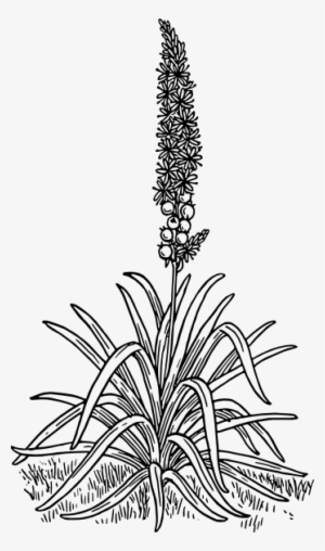Asphodel Drawing #4198878