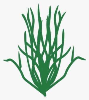 Drawn Seaweed Green Algae - Green Algae Drawing #4198880