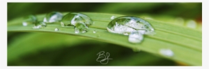 Dew Drops #4199924