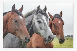 Horses Gazing - Beautiful Horse Trio Journal: Take Notes, Write Down #420306