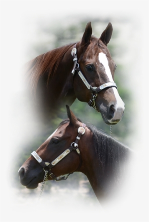 Dale Livingston Has Moved His Operation, Dale Livingston - Sorrel #420599