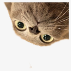 The Fresh Prince - Heavenly Cat Tales: Devotions For Those Who Love Them #420664 The Fresh Prince - Heavenly Cat Tales: Devotions For Those Who Love Them #420664