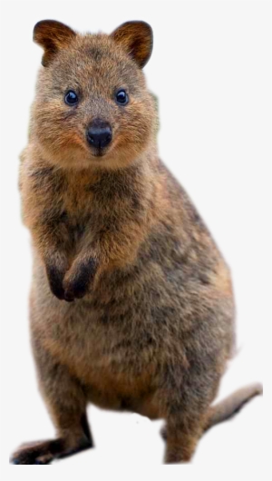 Punxsutawney Phil #420974