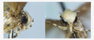 Miniature Moth With Fancy Pompadour To Be Named After - Bug Named After Trump #422728