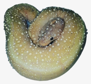 Made Transparent By Transparent-galaxy - Sweater #426408