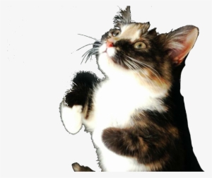 Just The Cat Cropped, For Future Use - Domestic Short-haired Cat #426642