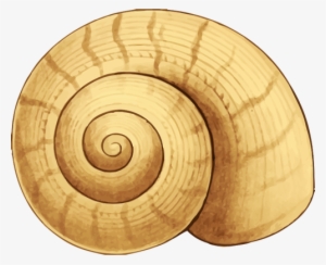 Snail - Snail Shell Clipart #429889