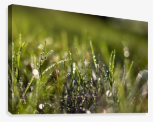 Dew Drops Canvas Print - Dew #4200251