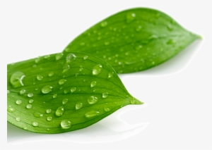 Case Study Greenvinyl - Leaves With Water Drops Transparent Png #4200641