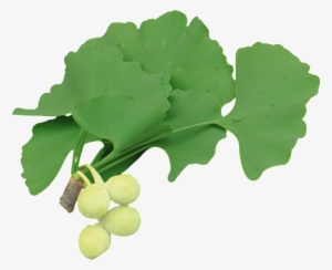 Free Ginkgo Ginkgo Ginkgo Fruit Banner Png - Maidenhair Tree #4202387