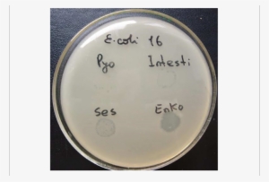 Plaque Metal Png - Bacteriophage #4202388