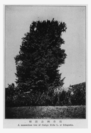 Ginkgo Biloba At Ichogaoka - Larch #4202461 Ginkgo Biloba At Ichogaoka - Larch #4202461