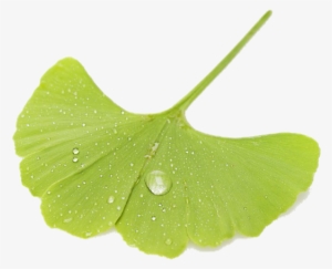 Therefore, If Sophora Pod And Flower Bud Are Used To - Dew #4202634