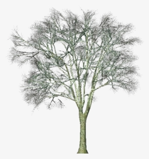 3d Trees - Ginkgo Biloba - Software #4202788