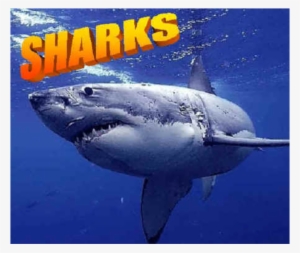 A Baby Shark Can Be Five Feet Long - Shark #4204657