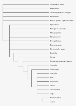 Phylogeny Of Fabaceae Based On Dna Sequence Data (lpwg - Document #4204933