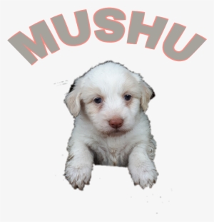 Report Abuse - Companion Dog #4205506