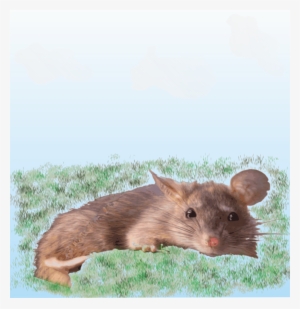 This Free Icons Png Design Of Sunbathing Rat #4205811