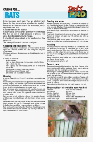 Golden Hamster #4206179