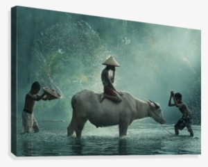 Water Buffalo Canvas Print - Photographie Thailande #4206261