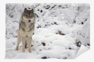 Wolf #4207871 Wolf #4207871