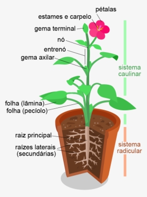Morfologia Vegetal, Estruturas - Organ System In Plant #4208820