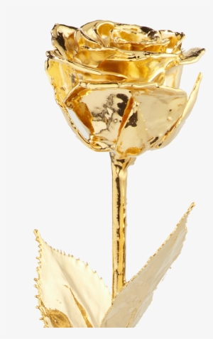 The Golden Rose - Rose #4209392