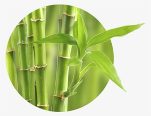 Why Using Bamboo - Woobamboo Toothbrush Standard Handle Medium Single #4211128