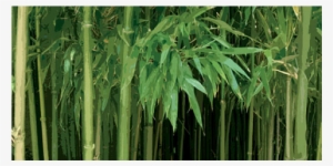 Bambu - Art Poster #4211387