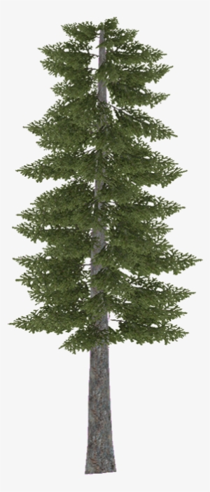 Douglasfir - Pinus Sylvestris Photoshop #4212353