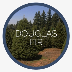 Pioneer Douglas Fir - Douglas Fir Tree Christmas Tree - 100 Seeds #4212449
