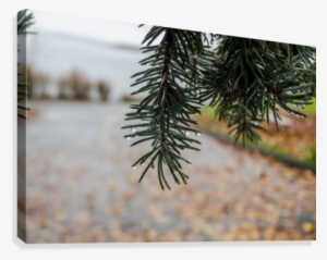 Raindrop On Douglas Fir Canvas Print - Artist #4212488