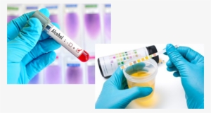 Custom Defined Requirements - Examen De Orina Perros #4212510 Custom Defined Requirements - Examen De Orina Perros #4212510