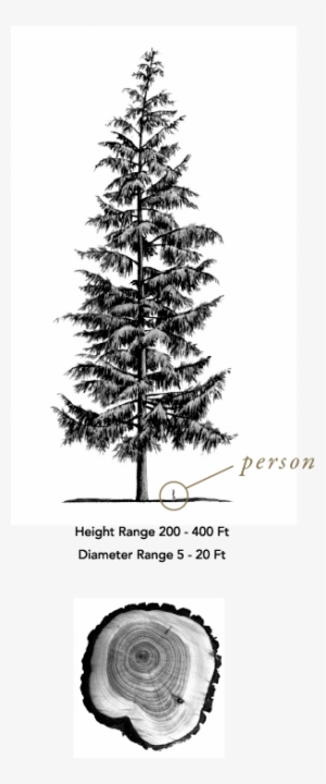 Fruit To Propagate, Using Only The Bare Necessities #4212527