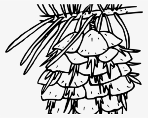 Fir Clipart Douglas Fir - Douglas Fir Coloring Page #4212554